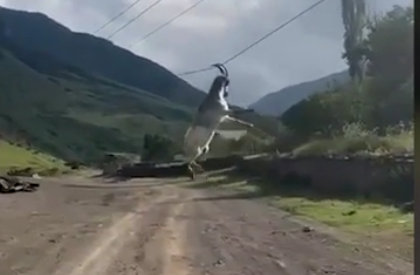 В Дагестане козел зацепился за провода и повис на них - видео