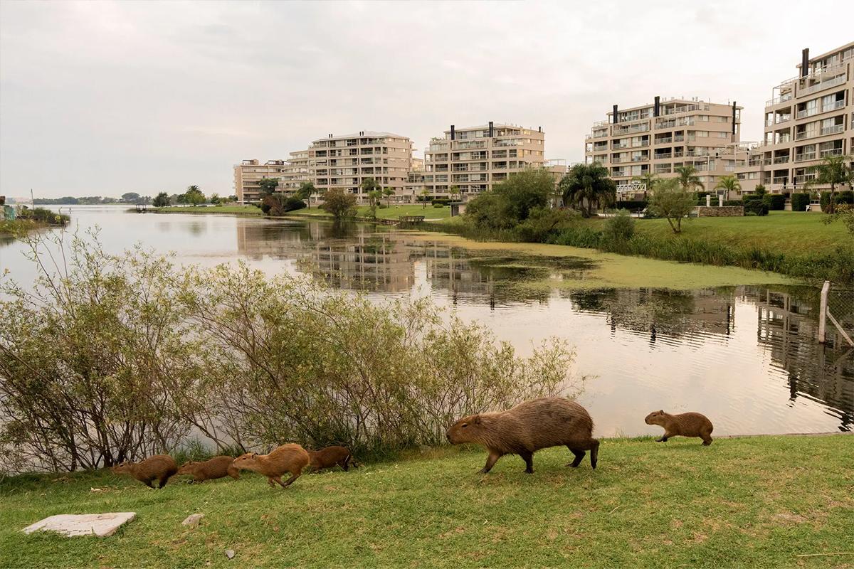 Тысяча капибар захватила город