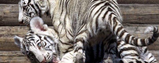В Московском зоопарке родились четыре тигренка и три снежных барса