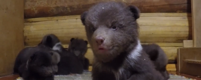 В Тверской области спасли 10 бурых медвежат