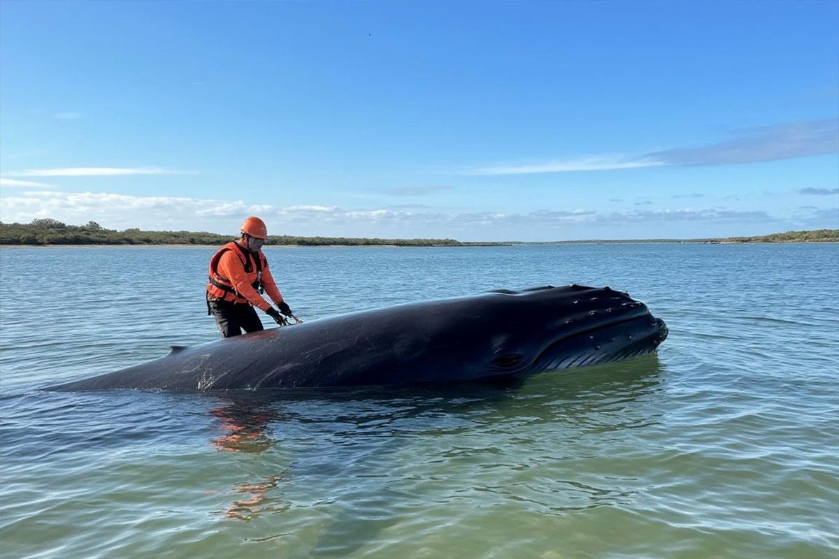 Спасти Тимми не дают чиновники: операцию по вызволению кита из Балтики вновь провалили