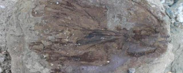 В ХМАО обнаружили останки гигантских рыб возрастом 25 млн лет
