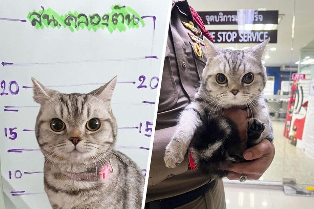 В Таиланде арестовали кошку, напавшую на полицейских
