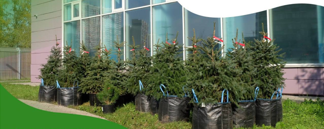 В Красногорске 20 апреля начинается период весеннего озеленения