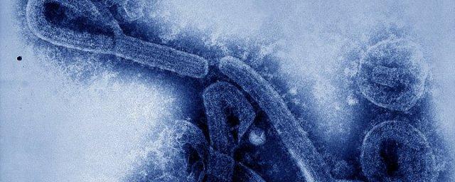 В Гвинее выявлен случай подозрения на вирус геморрагической лихорадки Марбург