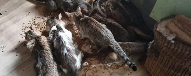 В Туле из запертой квартиры спасли более 20 оголодавших кошек и собаку