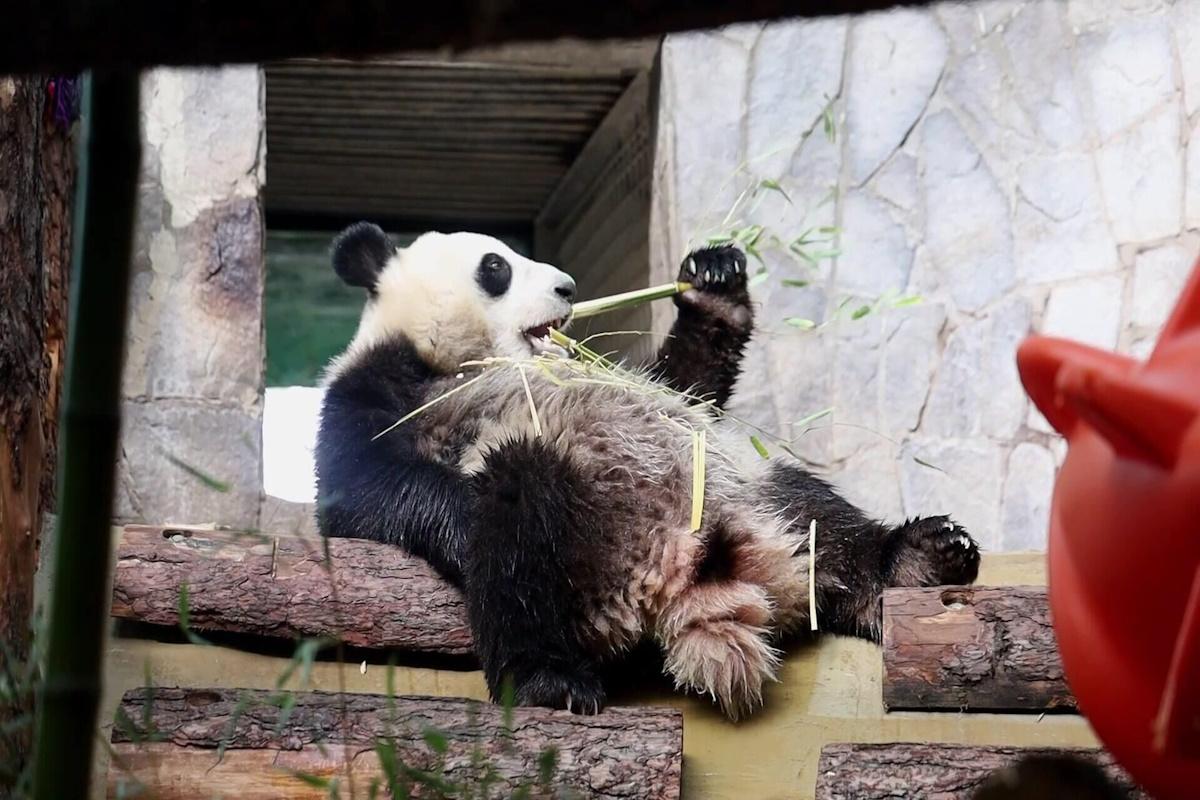 В Московском зоопарке построят уникальный вольер для родившейся в России панды Катюши
