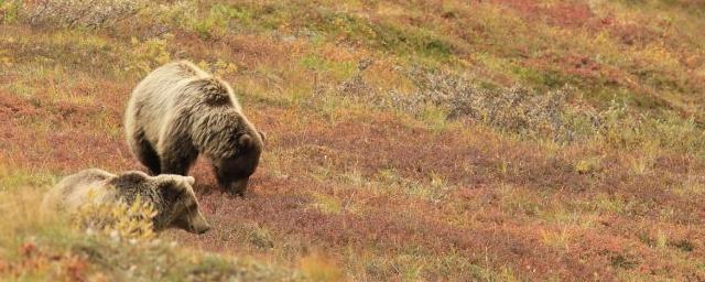 Колымчан предупредили об опасном для людей брачном сезоне медведей