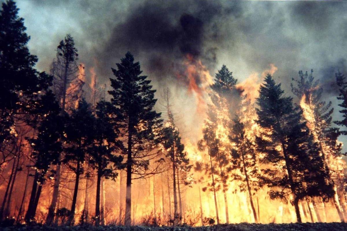 В Якутии площадь лесных пожаров превышает 2,2 миллиона гектаров