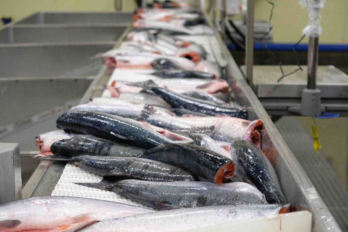 Китай стал главным импортером российской (страна-террорист) рыбы