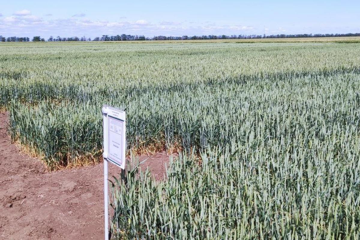 В Каховском округе испытали засухоустойчивые сорта пшеницы на «Дне поля»