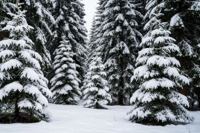 Ель под охраной: в Новосибирской области усиливают контроль за вырубкой хвойных