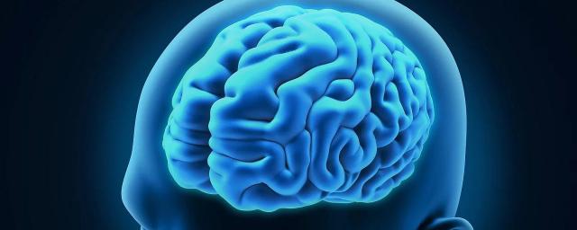 Американские биологи установили причину чрезмерного складывания мозговых извилин у некоторых людей