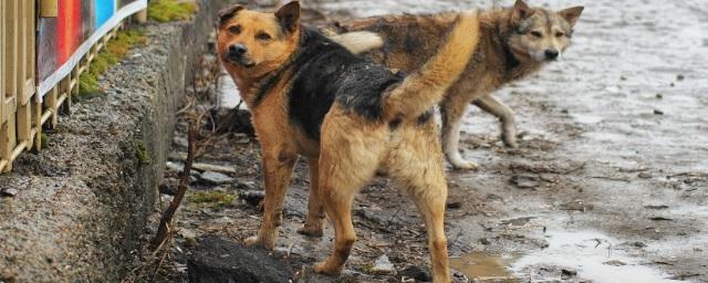 В Волгограде неизвестная болезнь парализует бездомных собак