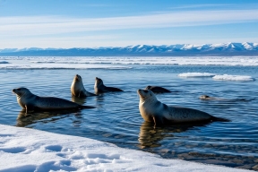 Байкал: итоги зимней экспедиции — нерпы, трещины и нейтрино