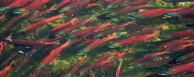Власти Чукотки сообщили о рекордном подходе нерки и добыче 215 тонн рыбы