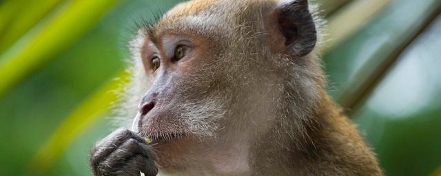 В торговом центре Нижневартовска обнаружили труп обезьяны