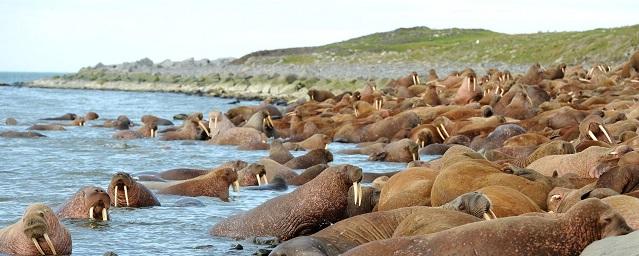 Эксперт WWF Левицкая: Номинация на «Оскар» фильма «Выход» навредит моржам Чукотки