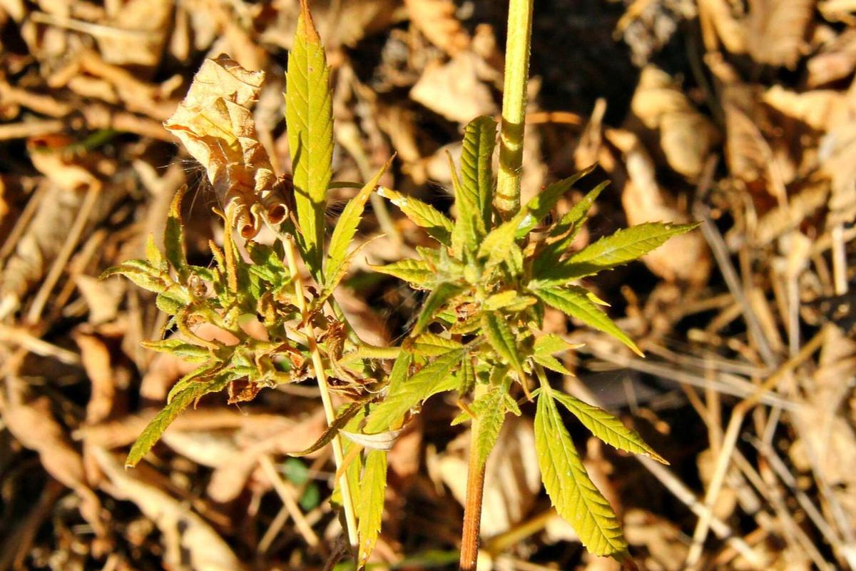 Власти ФРГ заявили, что легализация марихуаны создала массу новых проблем, не решив старые