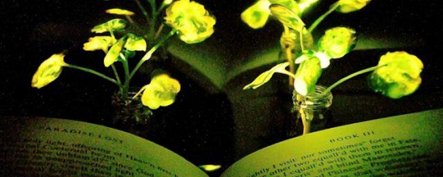 Ученые Университета Массачусетса хотят использовать растения в качестве световых установок