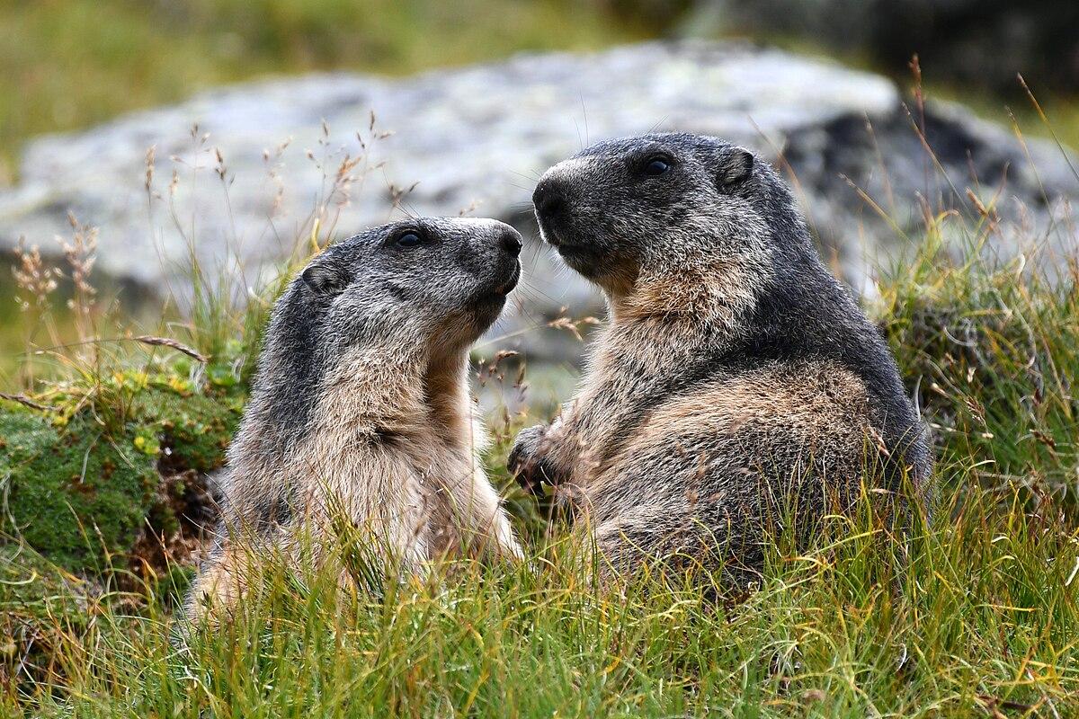 Экотропа к суркам: новый маршрут для путешественников появился в Новосибирской области