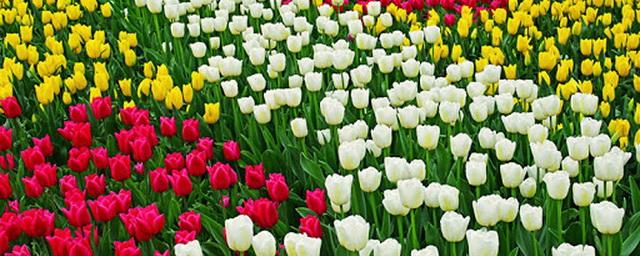 В Электрогорске высадят более 12 тысяч цветов