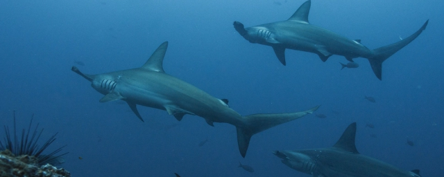 Ученые из США выяснили, как акулы ориентируются во время миграции