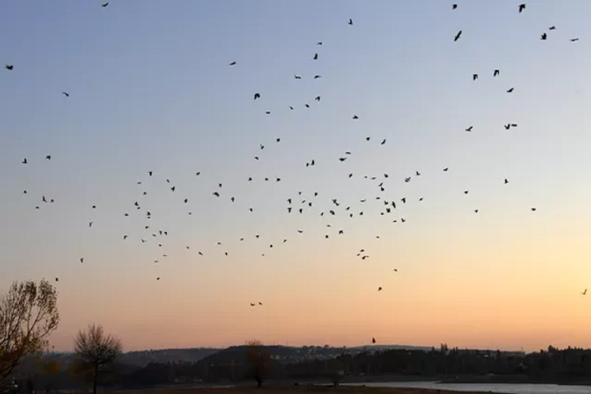 В Новосибирске опровергли слухи о появлении ядовитых птиц