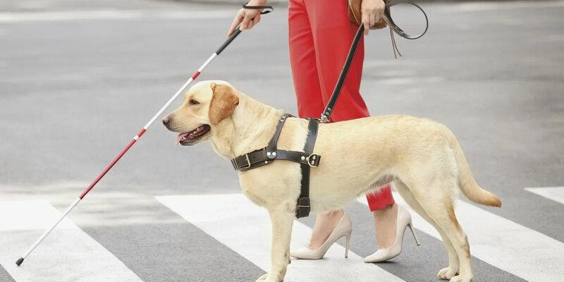Кинологический центр намерен изъять собаку-поводыря у жительницы Краснодара в связи с жестоким обращением