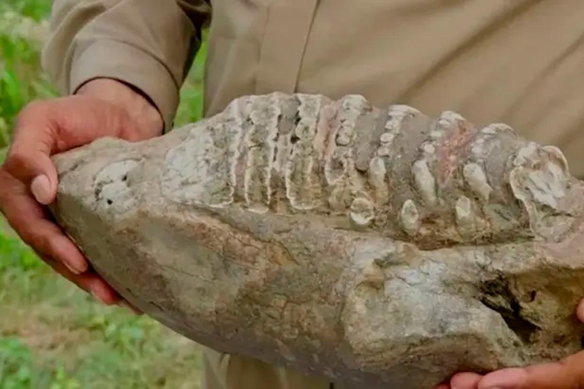 Ученые описали новый вид раптора, найденного в Мордовии