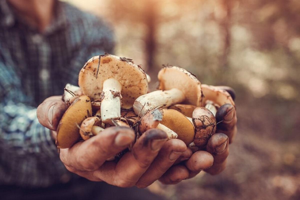 При каких болезнях помогают лесные грибы?