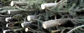 В Хакасии выявили первых «елочных» нарушителей, вырубивших 302 дерева на 800 тысяч рублей