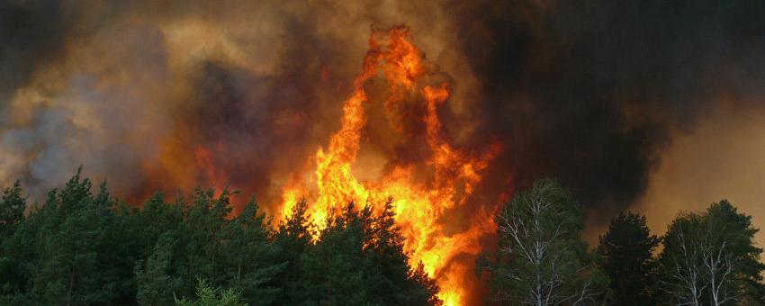 Из-за крупного лесного пожара в одном из районов Костромской области ввели режим ЧС
