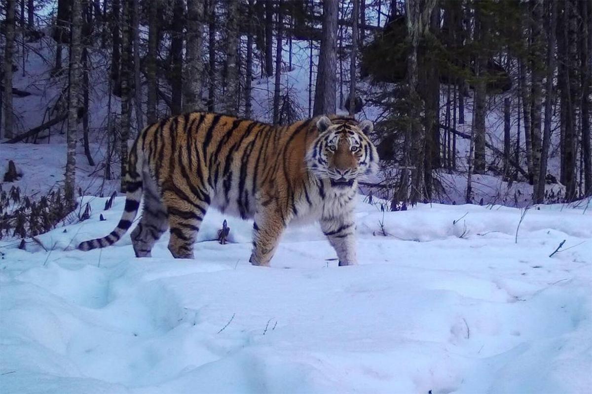 Центр для реабилитации тигров строят под Уссурийском