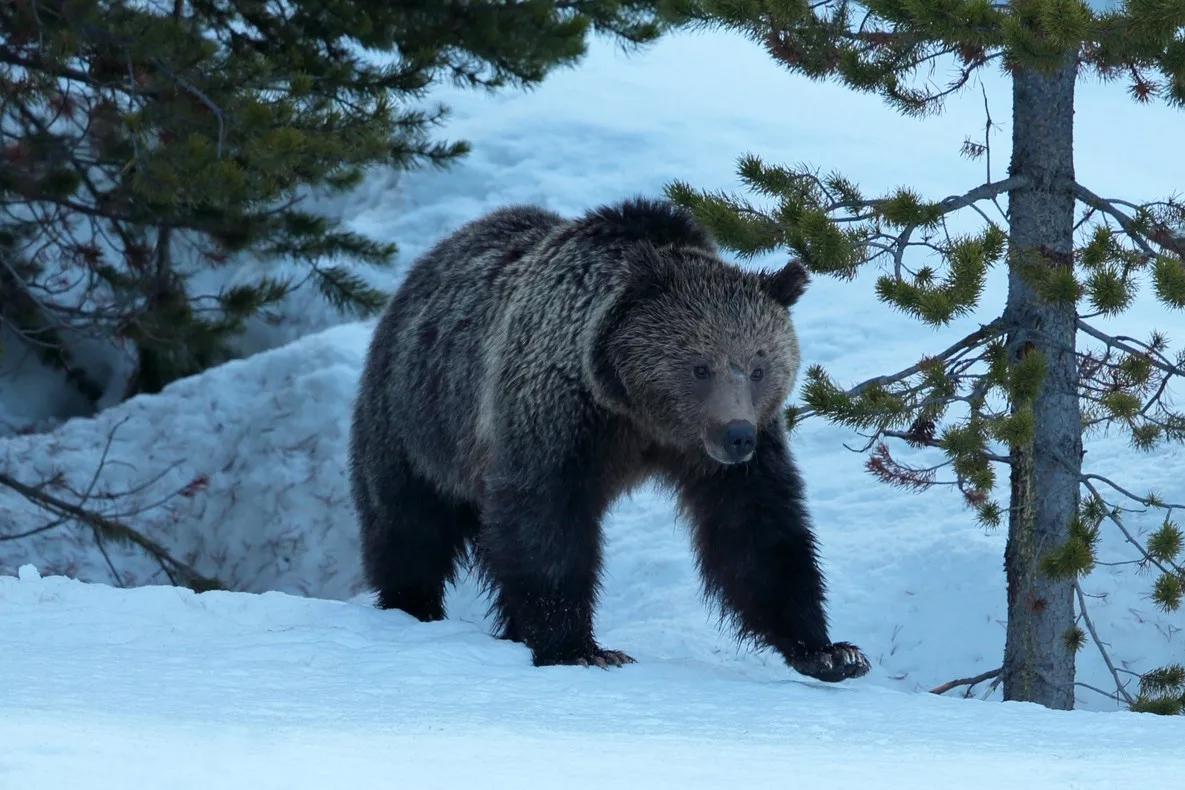 Жителей села в Забайкалье просят не ходить ночью из-за медведя