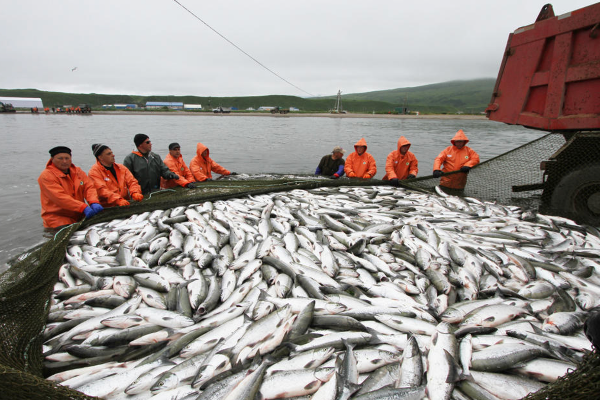 Камчатские рыбаки похвастались первым большим уловом лосося