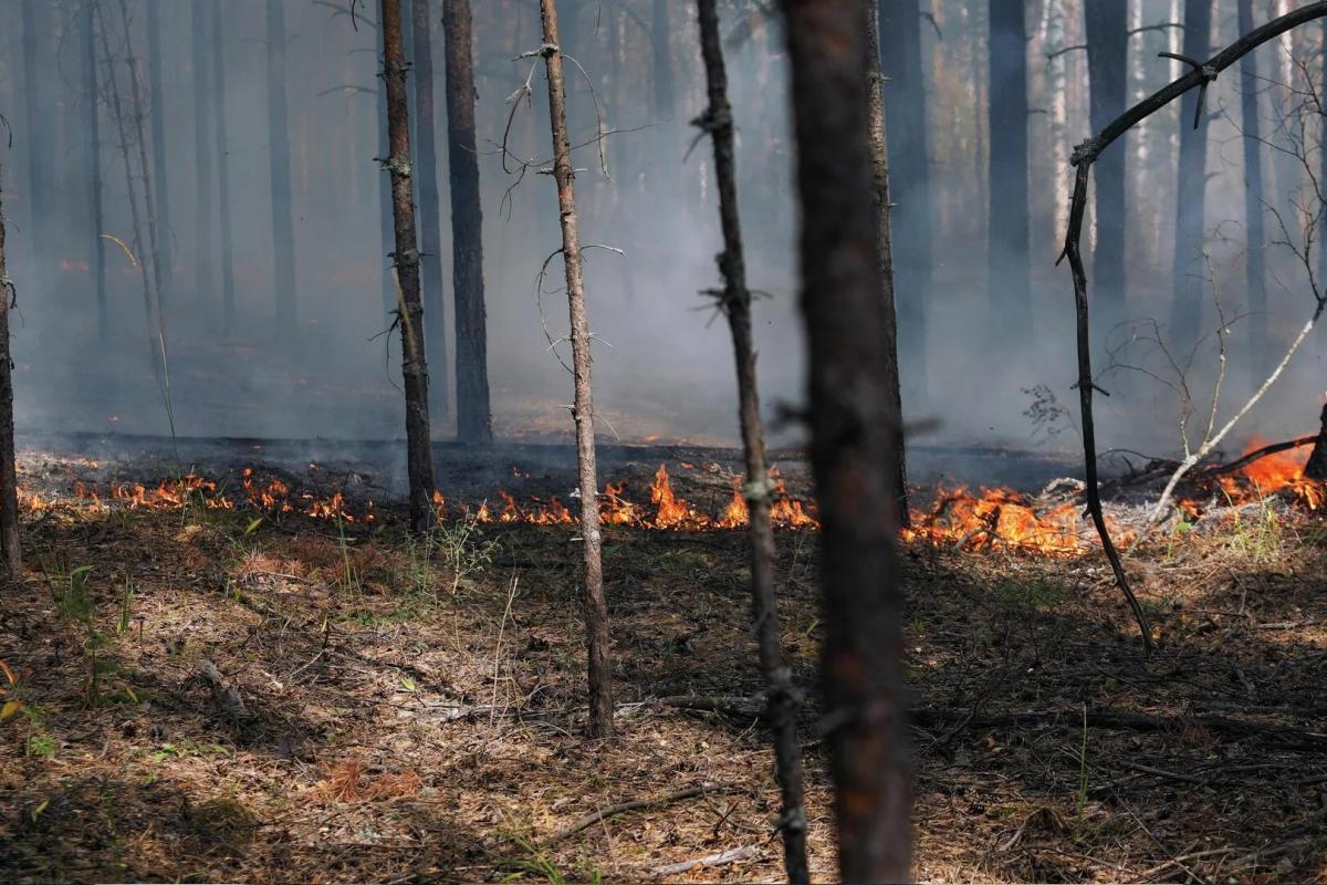 В Ульяновской области объявлен режим пожарной опасности 4 класса
