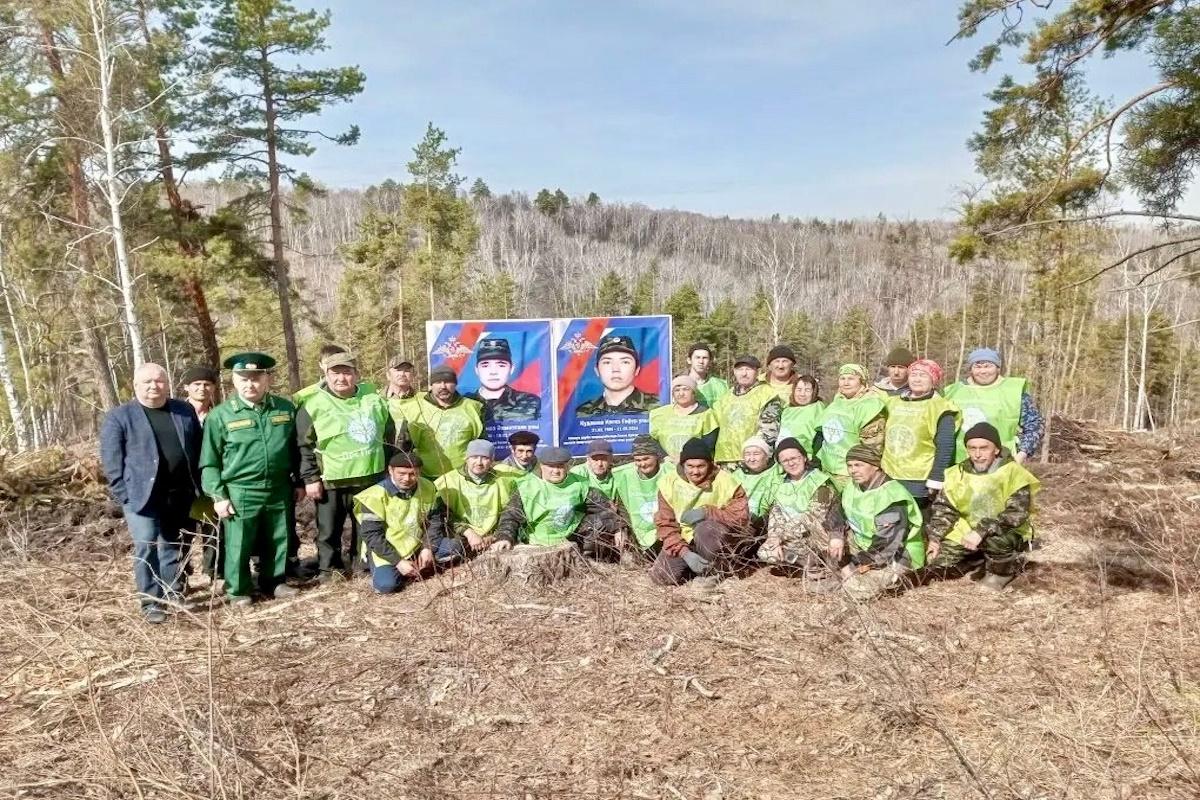 В Зилаирском районе Башкирии высадили тысячи молодых сосен в память о бойцах СВО