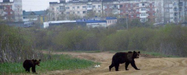 В Охе рядом с жилыми домами гуляли медведи