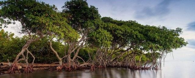 Ученые из Саудовской Аравии назвали мангровые деревья ключом к спасению планеты
