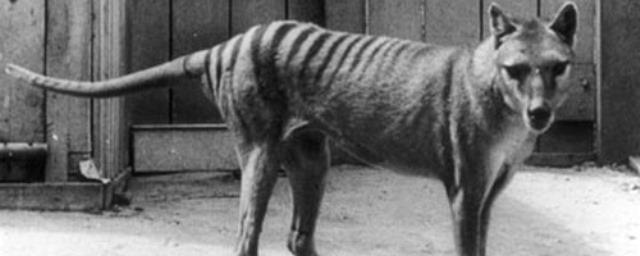 Генетики сняли с человека вину за вымирание сумчатого волка