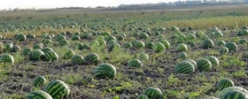 В Волгоградской области суд взыскал с фермера 309 млн рублей за загрязнение почвы химикатами