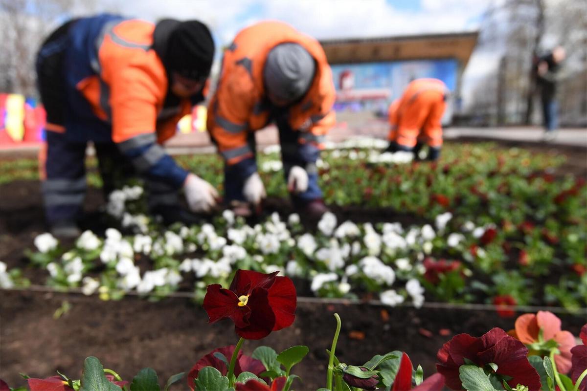 В Биробиджане началась масштабная высадка растений