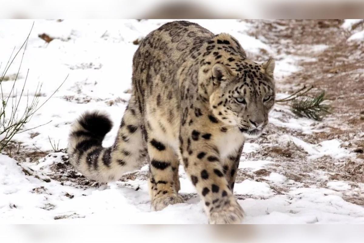 В Республике Алтай начали учет снежного барса