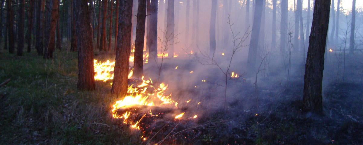 В Новосибирской области пожарные перешли в режим повышенной готовности