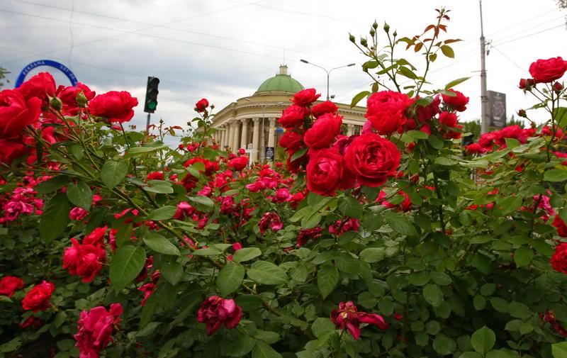 В Рязани с клумб на двух улицах украли 77 кустов роз