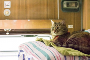 Burmatov promised that animals in trains will be treated as passengers