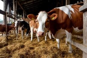 Компания «Арго» на Ставрополье получила иск на огромную сумму за отходы животноводства