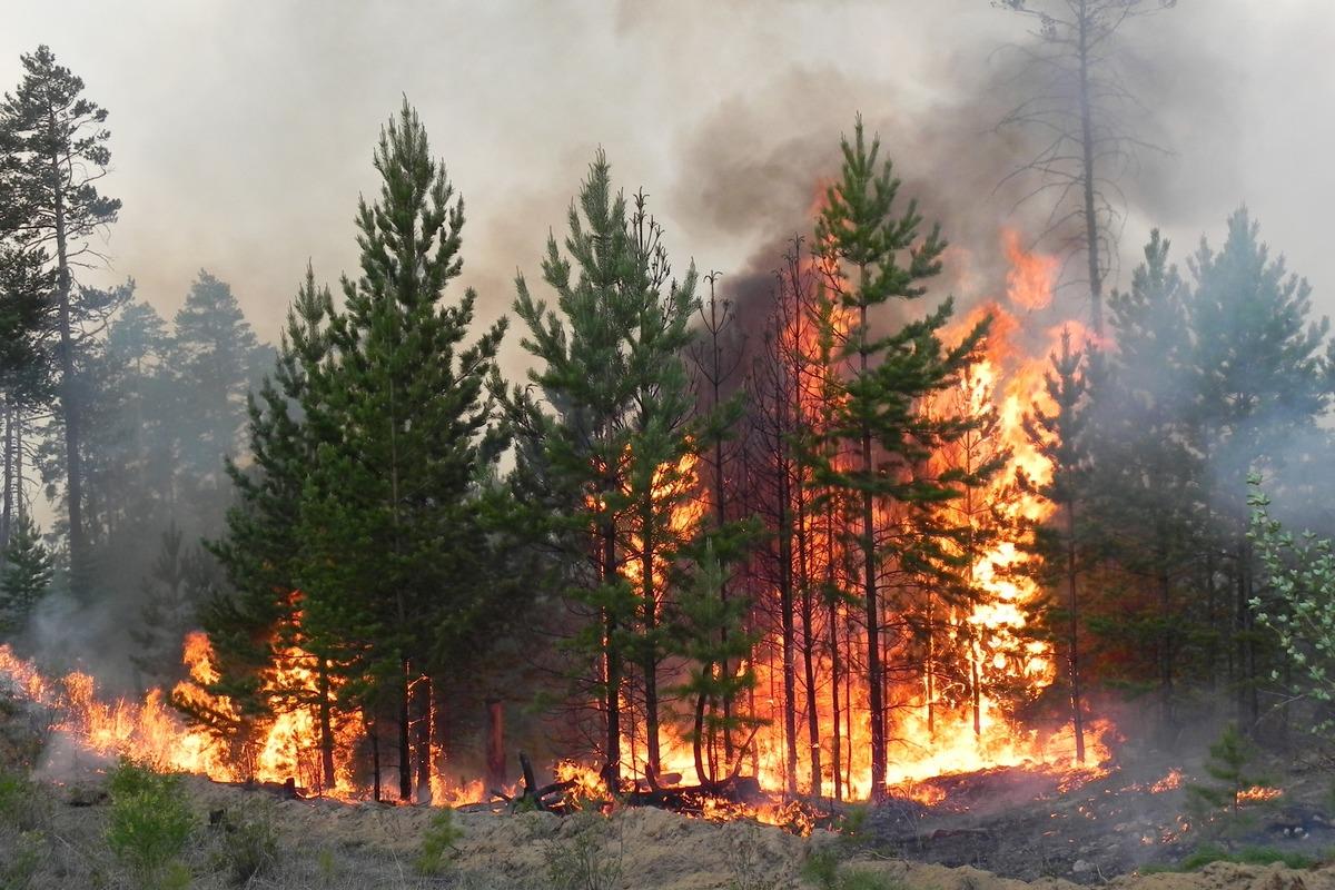 В Якутии за сутки ликвидировали несколько лесных пожаров