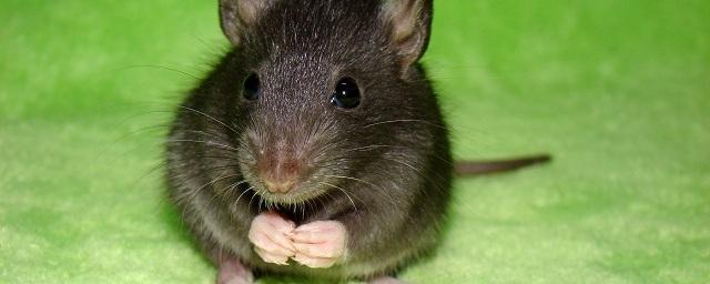 Прокуратура проверила данные о крысах в общежитии ДГПУ